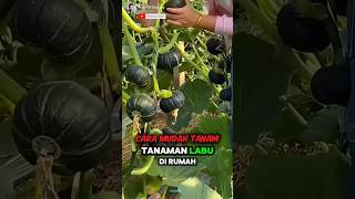 Unique How to Planting Pumpkin At Home🌟🌳 Part 01 🌍 shorts short unique [upl. by Garner]