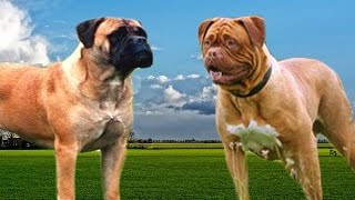 Bullmastiff vs Dogue de Bordeaux Highlights [upl. by Lil788]