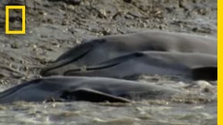 Dolphins Hunt on Sandy Shore  National Geographic [upl. by Eiduam517]