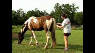 How to Cut Tail Hair for Horsehair Bracelet [upl. by Ring]