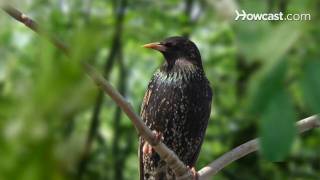 How to Identify Birds The Starling [upl. by Knah]