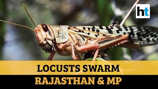 Watch Cropeating locusts wreak havoc in Rajasthan amp MP [upl. by Lipscomb]