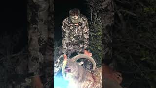 Celebrating an EPIC Aoudad Hunt shorts [upl. by Letnwahs]