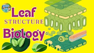 Structure Of The Leaf  Plant  Biology  Cuckoo Kids [upl. by Eleonora]