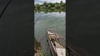 Sehr starker Wels 4K  Angeln Fishing Wels Catfish Ribolov Big Fish [upl. by Aerdnaid]