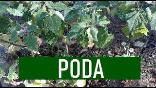 PODA NATURAL NA PHYSALIS PRODUZ MAIS [upl. by Falkner79]