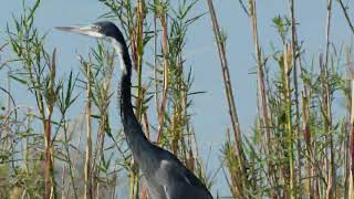 Tricolored Heron Lower Zambezi National Park [upl. by Aryaz]