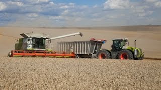 CLAAS LEXION 770  CLAAS XERION 5000 amp XERION 3800  big harvest 100 Claas [upl. by Abihsat]