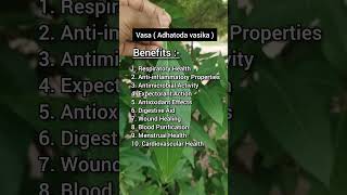 vasa  adhatoda vasika  🥰benefits 🙏🏻natural ayurvedaplants dravyaguna [upl. by Isoais]