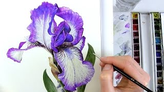 How to paint realistic botanical bearded Iris in watercolour with Anna Mason [upl. by Aihsatan]