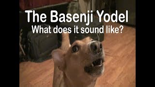 Basenji Yodel  What does it sound like [upl. by Atsiuqal]