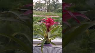 Unveiling the Beauty of Guzmania Lingulata – Stunning Tropical Plants [upl. by Annaes938]