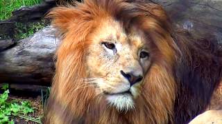 Lion in Wroclaw Zoo Lew [upl. by Llerehc719]