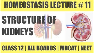 OSMOREGULATION IN FRESHWATER AND MARINE WATER  CHAP HOMEOSTASIS  CLASS 12  MDCAT SERIES [upl. by Dam]