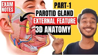 parotid gland external features anatomy  external features of parotid gland anatomy [upl. by Adnamar]