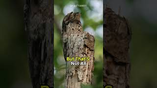 The Potoo🦉Natures Stealthy Ghost Bird [upl. by Seilenna]