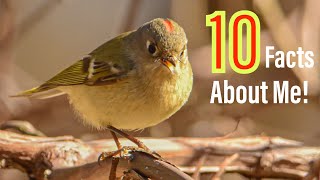 10 Amazing Facts About The Ruby Crowned Kinglet [upl. by Ardell]