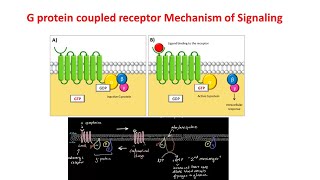 G Protein Coupled Receptors  GPCRs  Gprotein signaling [upl. by Frentz640]