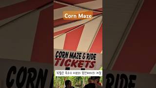 가성비 좋은 Corn Maze [upl. by Silado]