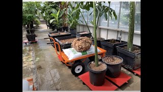 2024 Corpse Flower SidebySide Timelapse at San Diego Botanic Garden [upl. by Freiman403]