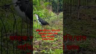 ডাহুক পাখি ধরার ফাদ তৈরীর পদ্ধতি।How to make Gallinule bird trapdahuk pakhir fadজাংগীফাদshort [upl. by Ressan]