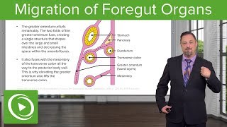 Foregut Organs Omentum amp Mesenteries – Embryology  Lecturio [upl. by Kristyn]