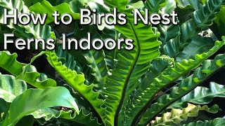 Growing Ferns Indoors  Birds Nest Ferns incl Cobra Ferns as Houseplants [upl. by Reese511]