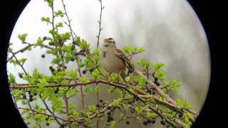 Whitecrowned Sparrow singing [upl. by Irol105]