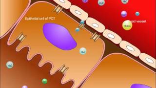 USMLE® Step 1 High Yield Nephrology Renal Tubular Acidosis [upl. by Atirma]