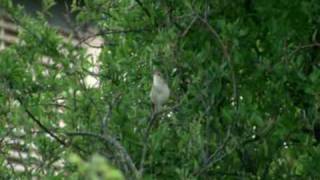 Le Rossignol  El Ruiseñor  Nightingale  Luscinia megarhynchos Antonio Rolea [upl. by Izak]