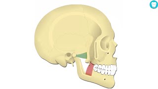 Lateral vs Medial Pterygoid Muscle Easy Way to Remember [upl. by Smitty779]