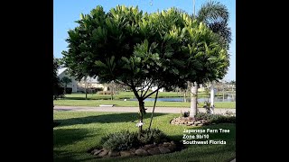 Japanese Fern tree grows wide Give her lots of room Max height 25 ft [upl. by Stent]