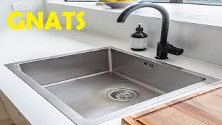 how to get rid of gnats in sink drain [upl. by Catlee]