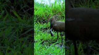 Unbelievable Footage Hammerkop Bird Hunting a Frog trendingshorts shortsfeed birds wildlife [upl. by Gawen47]