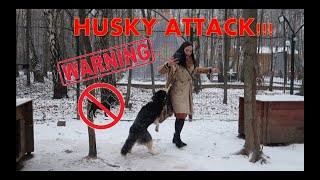 Husky Tour Goes Wrong Moscow Travel [upl. by Mongeau430]