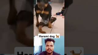 Harami dog 🐕 😂😂 duet bmwlifestyle comedyfilms funny bmwlife comedymovies comedy funnycomedy [upl. by Catt878]