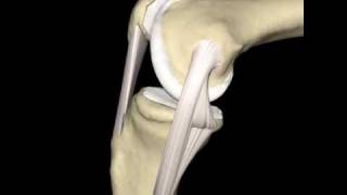 Knee amp Medial Collateral Ligament Animation ©Primal Pictures Ltd [upl. by Drawe813]