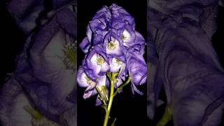 Aconite The Deadly Beauty of Nature shorts aconite PlantsWorld [upl. by Habeh867]