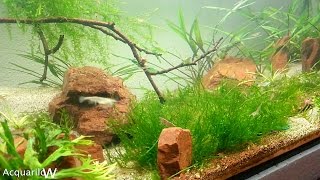 Acquario Aquael 60 litri prato muschio caridine red cherry medaka  HD Aquarium setup christmas moss [upl. by Aerda226]