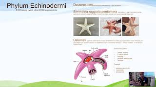 Zoologia  Echinodermi [upl. by Eniamurt]