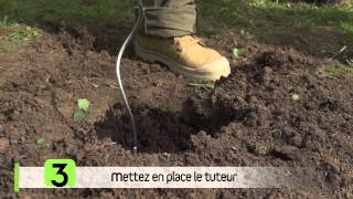 Planter des tomates – Comment et quand [upl. by Balduin303]