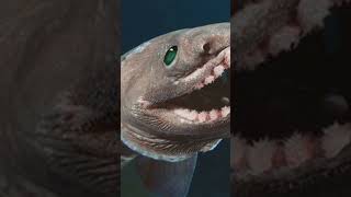 Ancient Sea Monster FOUND Alive in 2024 [upl. by Jilli]