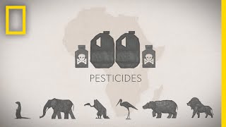 How Pesticide Misuse Is Killing Africas Wildlife  National Geographic [upl. by Liu]