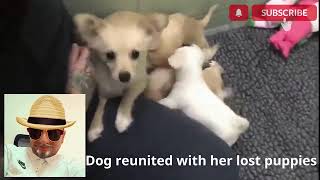 My Reaction To  Dog reunited with her lost puppies 🐾🙏❤️ [upl. by Aneladdam]