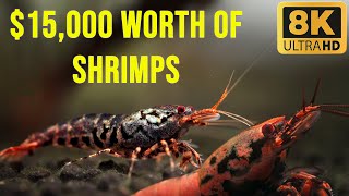 15000 Shrimp Tank A Look Inside the Most Expensive Shrimp Aquarium [upl. by Adrell604]