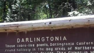 Darlingtonia Cobra Plant State Natural Site [upl. by Mcclish]