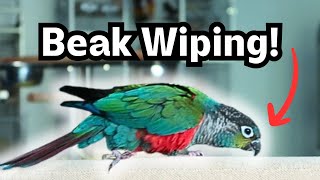 Parrot Beak Wiping  Why do birds wipe and rub their beaks  BirdNerdSophie [upl. by Terrena]