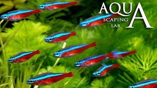 Aquascaping Lab  Neon Tetra Paracheirodon Innesi amp Axelrodi Fish description  Neon Cardinale [upl. by Swann]