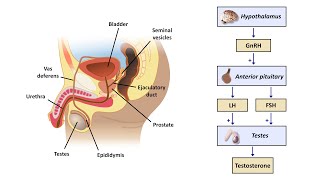 Male Infertility Causes and Treatments  Fertility Doctor Explains [upl. by Aihtnis]