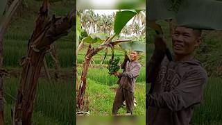 Paano ang tamang pagputol ng saging para hindi masira SEPT 16 2024 farming viralvideo [upl. by Polish]